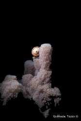 Example of underwater reproduction by Raffaele Tasso 